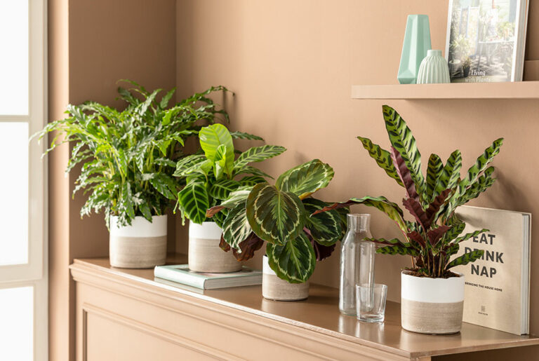 Zimmerpflanzen für eine gute Raumluft - Evita Magazin